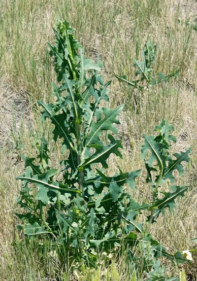 Prickly lettuce plant (Washington State University)