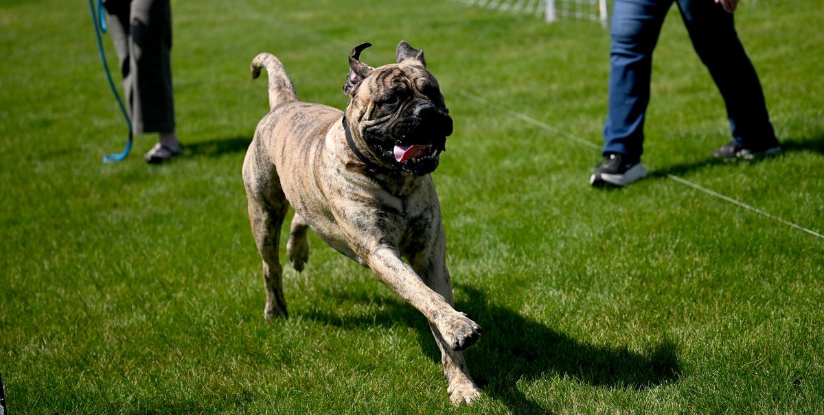 Marvin, a bullmastiff, owned by Angela Frome, crosses the finish line for the Fast CAT tests Friday at the Spokane Kennel Club Memorial Day Cluster at Spokane County Fair & Expo Center. (Kathy Plonka/The Spokesman-Review)