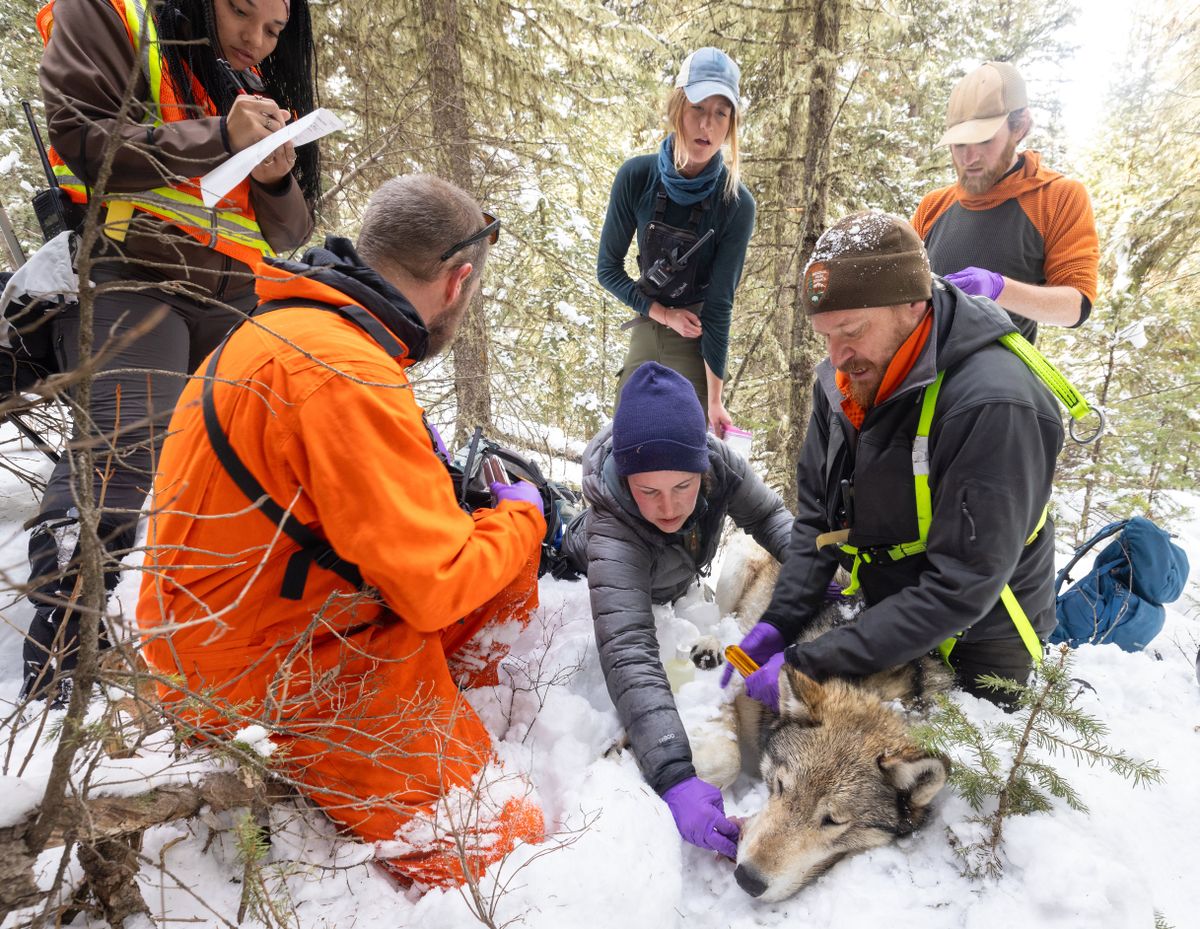 Yellowstone National Park’s wolf crew processes and collars 1488M in February after darting the canine from a helicopter.  (Jacob W. Frank/NPS)