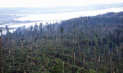 
A green canopy of trees that covered the hills east of Astoria, Ore., collapsed as a result of a storm, leaving behind stumps resembling toothpicks.Associated Press
 (Associated Press / The Spokesman-Review)