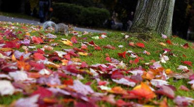 
It's the early squirrel that gets the nut. This little rascal forages through the colorful fallen leaves  for a nut or two to store for winter. 
 (File/The Spokesamn-Review / The Spokesman-Review)