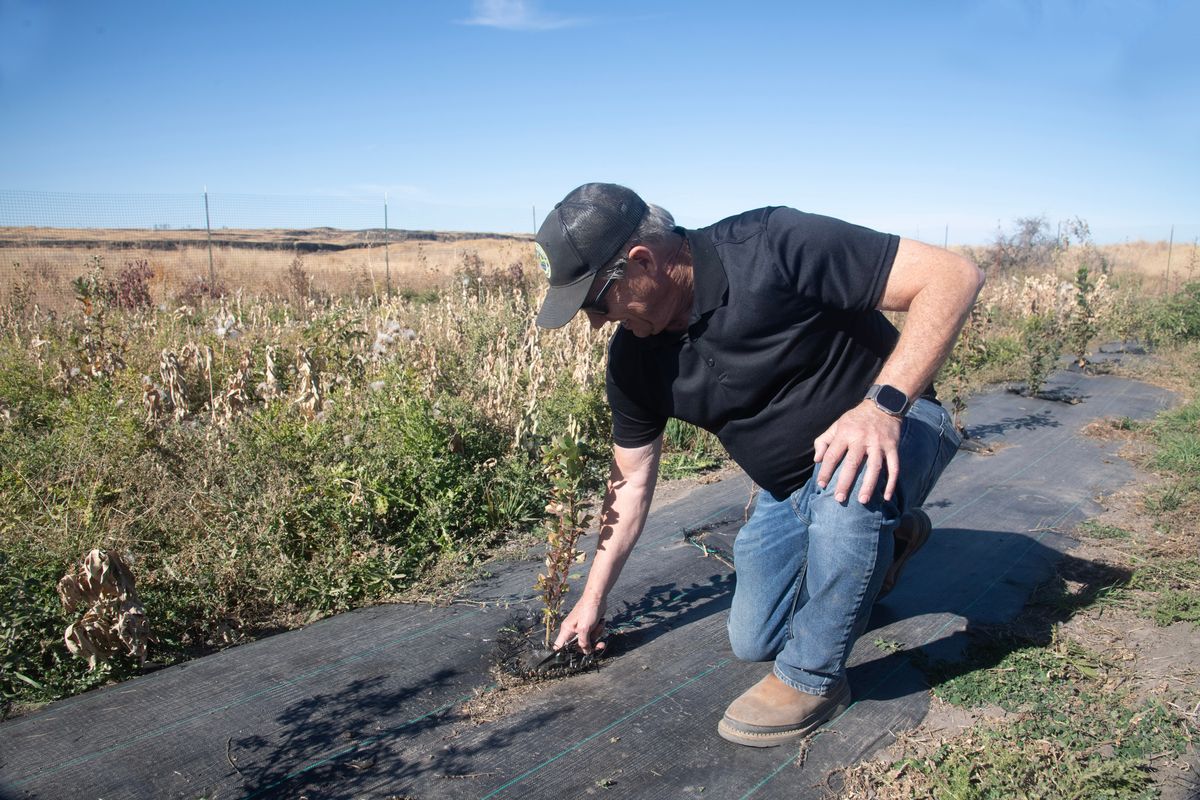 Mike Finch, manager of the Swanson Lakes Wildlife Area, looks at plantings of shrubs on October 10.  (Michael Wright/THE SPOKESMAN-REVIEW)