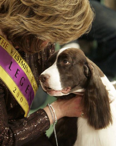 
 English springer spaniel  Diamond Jim poses  with  handler Kellie Fitzgerald after taking best in show  at the  Westminster dog show. 
 (Associated Press / The Spokesman-Review)