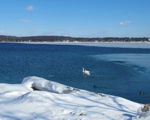 Swans wintering on Lake Michigan at Traverse City. (Cheryl-Anne Millsap / Photo by Cheryl-Anne Millsap)