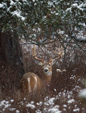 A buck white-tailed deer in December. (Jaimie Johnson)