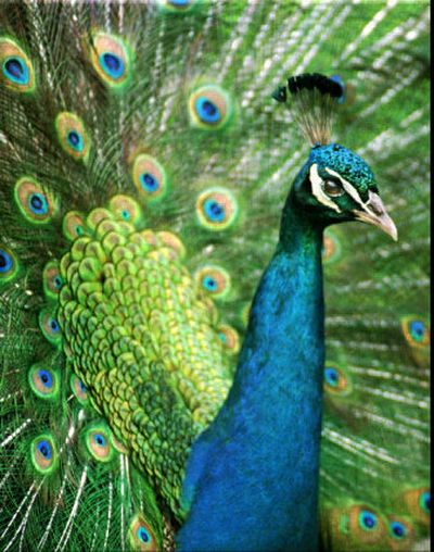 
A large male peacock displays its colorful plumage while walking in Independence, Kan.
 (Associated Press / The Spokesman-Review)