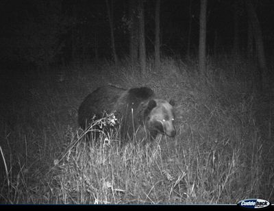 This grizzly bear was photographed on American Prairie’s PN Ranch in the Missouri River Breaks in central Montana in late October.  (Courtesy of American Prairie)