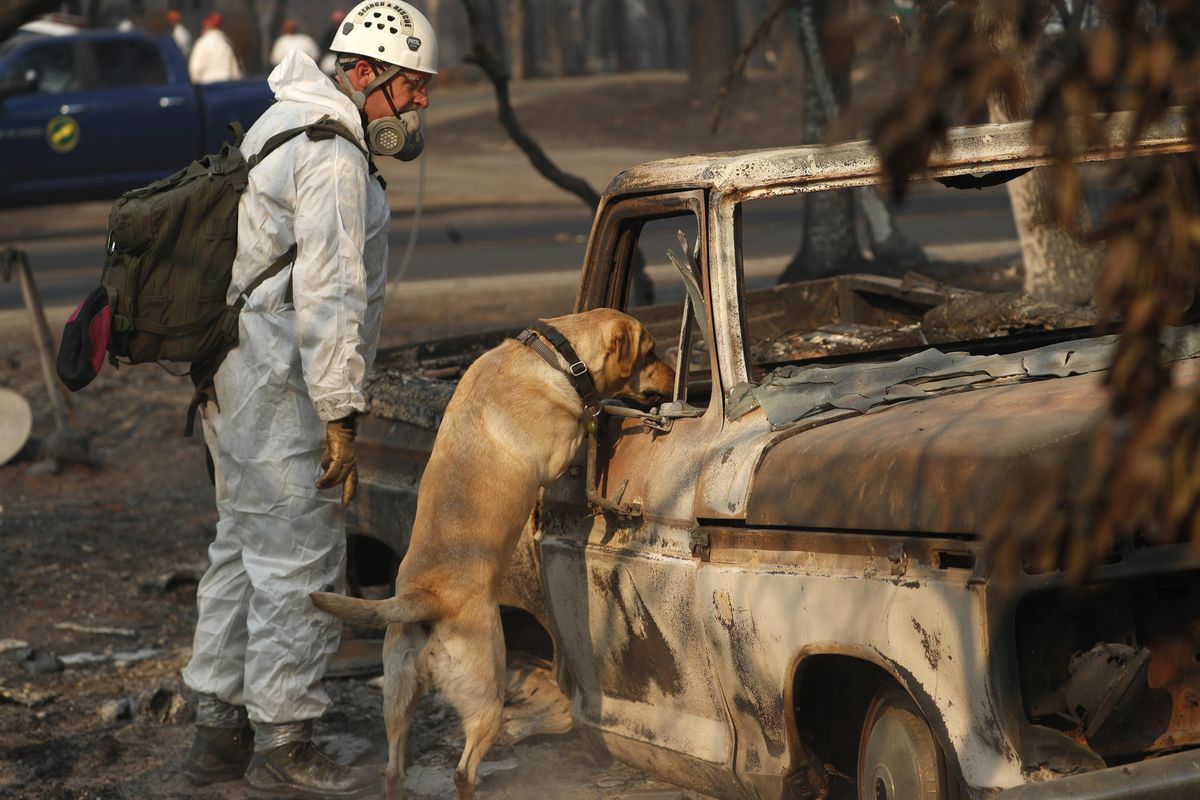 A search and rescue dog searches for human remains at the Camp Fire, on Friday, Nov. 16, 2018, in Paradise, Calif. (John Locher / AP)