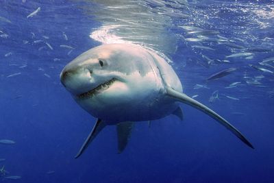 In this  photo released by the University of Miami, a great white shark cruises in search of prey off the coast of Guadalupe, Mexico, in 2007.  (Associated Press / The Spokesman-Review)