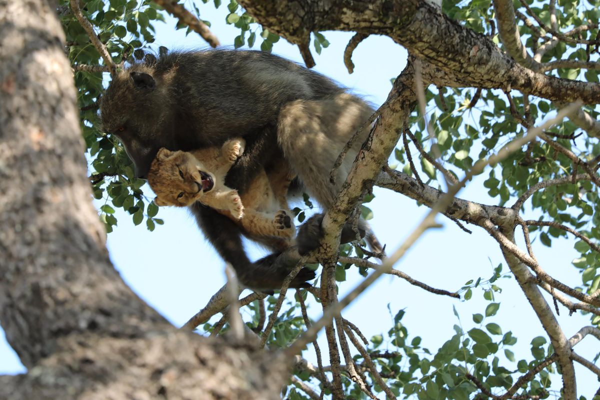 Baboon and lion cub in South Africa - Feb. 4, 2020 | The Spokesman-Review