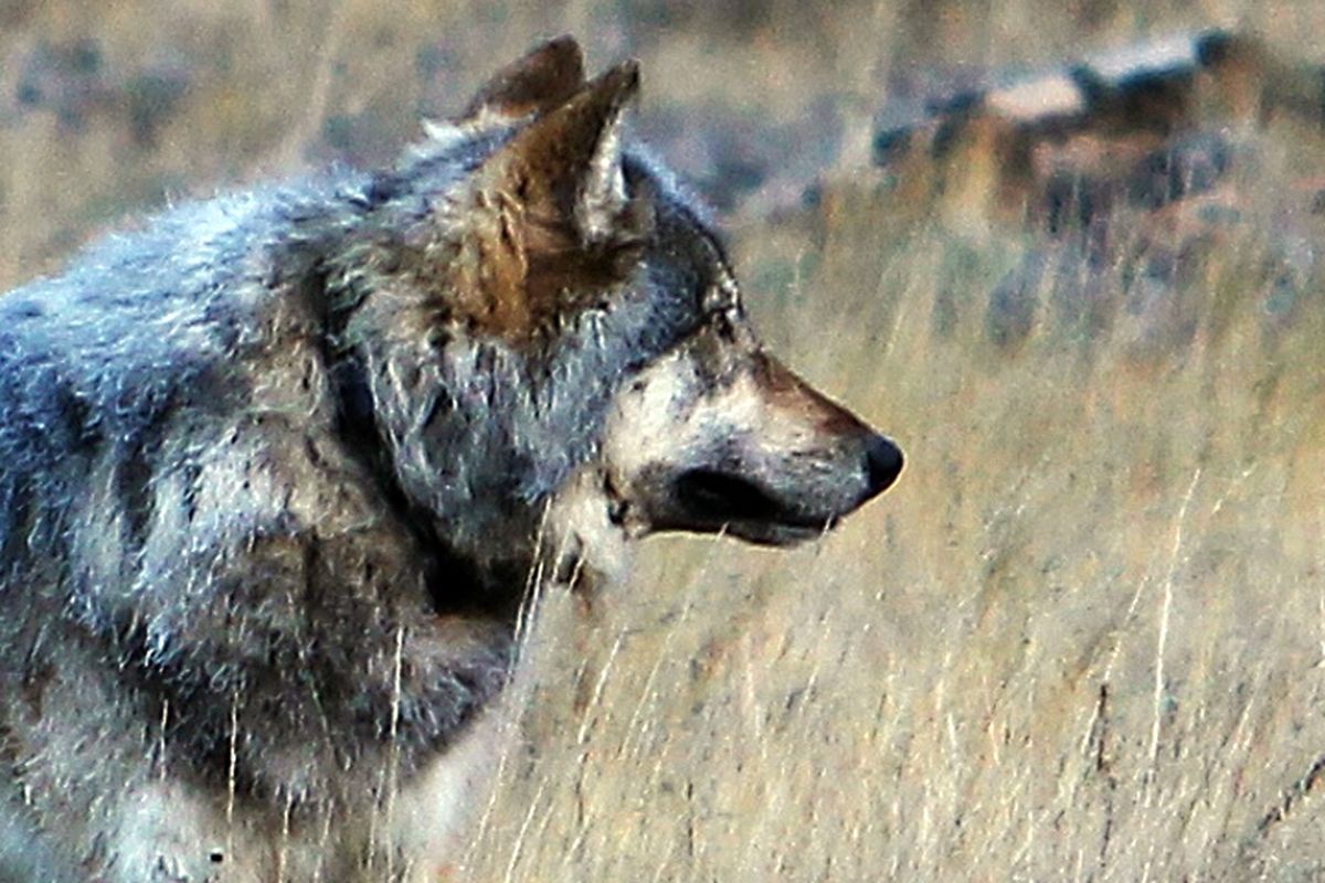 This Oct. 27, 2014 photo from the Arizona Game and Fish Department shows a gray wolf that was spotted north of the Grand Canyon in northern Arizona. Wildlife officials have confirmed the presence of the first gray wolf in northern Arizona in more than 70 years. U.S. Fish and Wildlife Service spokesman Jeff Humphrey said Friday, Nov. 21, 2014 that analysis of the animal