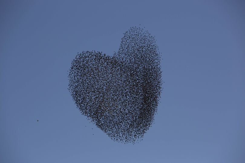 For valentines: A flock of migrating starlings flies over the southern Israeli village of Tidhar on Wednesday. (Associated Press)