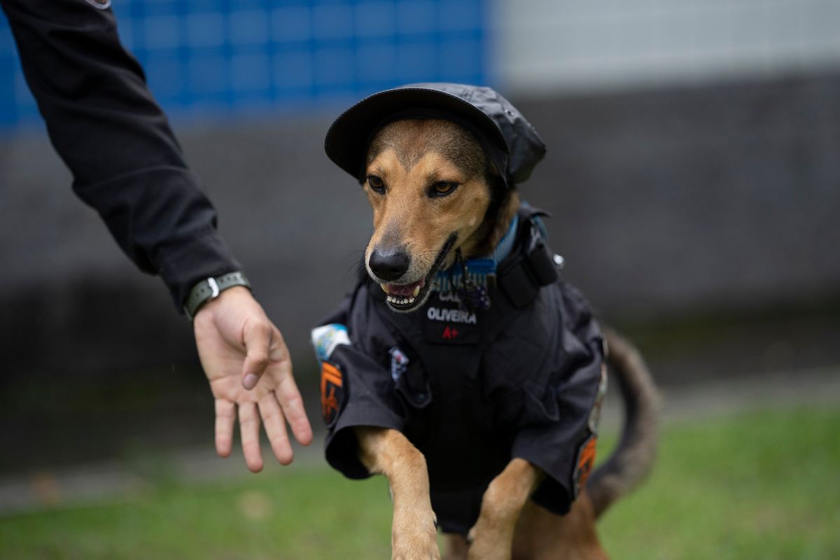 Police Cpl. Cristiano de Oliveira offers a hand to police dog “Corporal Oliveira” on Thursday at the 17 Military Police Battalion’s station, in Rio de Janeiro, Brazil.  (Silvia Izquierdo)