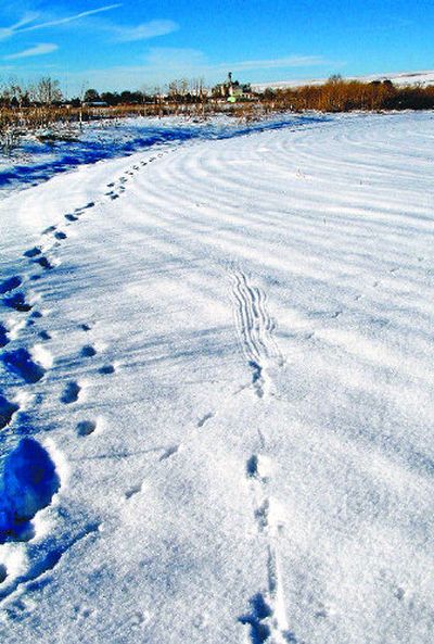 
Tracks in the snow tell the story of the rooster ring-necked pheasant that outran danger with its long tail dragging in the snow as it took off ahead of a hunter near St. John. 
 (Rich Landers / The Spokesman-Review)