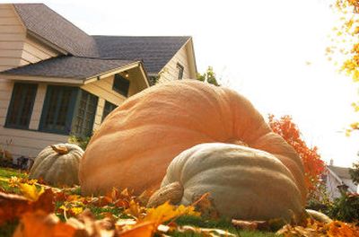 
Adam Blaylock won first place this year in a Northwest-regional pumpkin-growing contest with this 950-pound pumpkin. 
 (Kathryn Stevens / The Spokesman-Review)