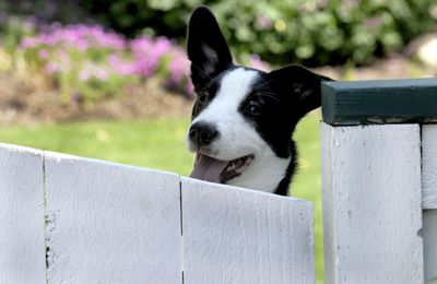 Sadie, Carl Gidlund’s dog, is big enough to see over his fence on June 5. (Kathy Plonka / The Spokesman-Review)