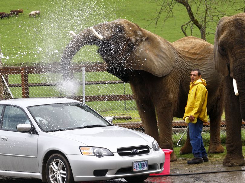 ORG XMIT: ORROS101 FILE - This March 21, 2009 file photo shows elephants washing vehicles at Wildlife Safari in Winston, Ore., as trainer Timothy Hamilton holds a device called a bullhook.  Representatives from People from the Ethical Treatment of Animals object to the use of the bullhooks, saying they force animals to act under the threat of pain. (AP Photo/The News-Review, Robin Loznak) (Robin Loznak / The Spokesman-Review)