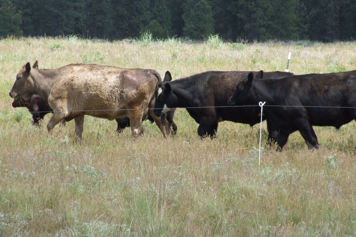 A rancher near Cheney is practicing an unconventional style of cattle management -- moving them regularly to different grazing areas which is better for the grass.  (Paul Haeder / Down to Earth NW)
