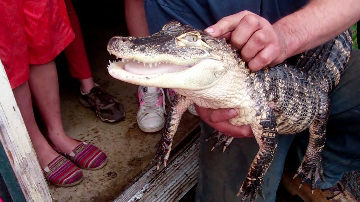 Boots – a 6-year-old, 4-foot alligator – was impounded by the Spokane County Regional Animal Protection Service from a home in northeast Spokane County on Friday, June 24, 2016. Boots will be taken to a licensed shelter on the West Side of Washington. (SCRAPS)