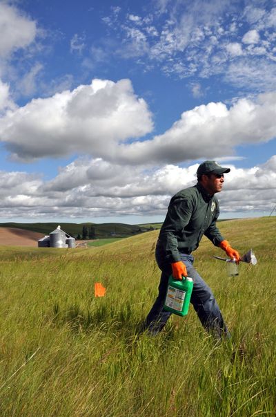 WDFW's Joey McCanna captures Whitman County bugs to study the vegetation planted in CRP fields and its value to producing pheasants.
