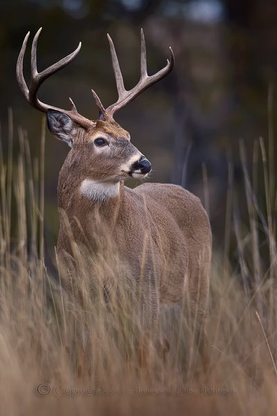 A whitetail buck. (Jaime Johnson)