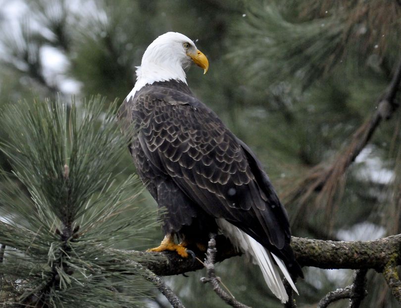 Soaring eagle numbers a mystery at Lake Coeur d'Alene The Spokesman