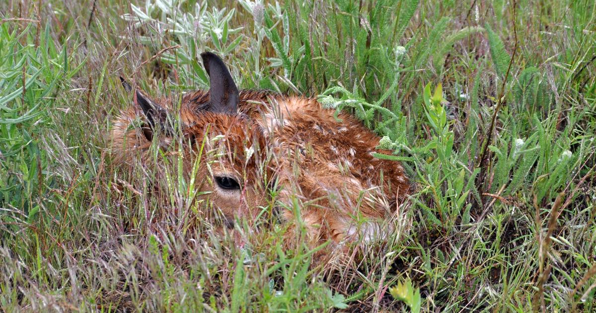 ‘Fawn-napping’ a common, but tragic, reality