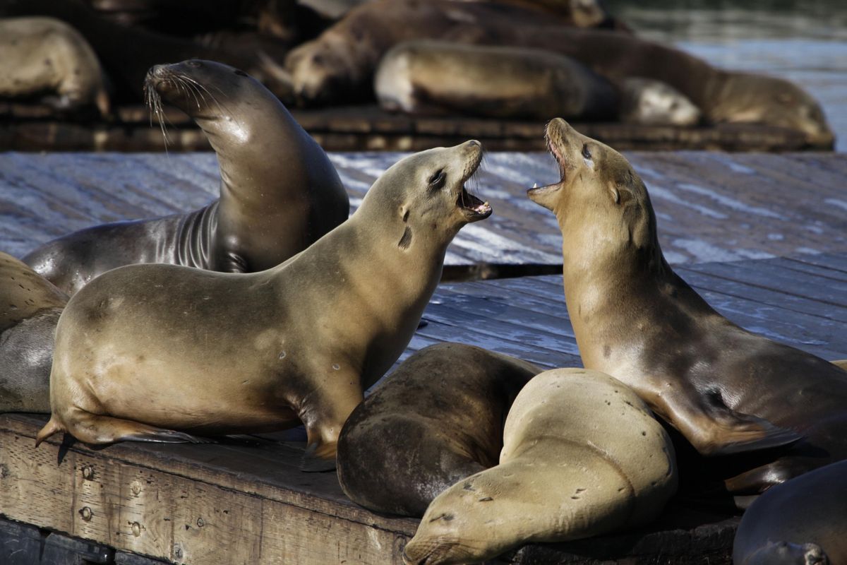 In this Oct. 15, 2010,  photo, sea lions bark at each other at Pier 39 in San Francisco. Federal officials are attempting to find the people who are killing sea lions near Seattle, offering a $20,000 reward for information to find the perpetrators. (Eric Risberg / AP)