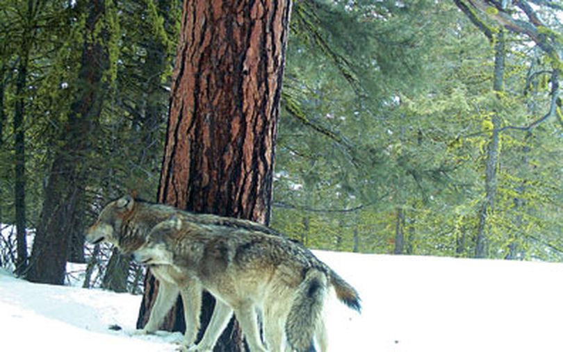 Thes pair of wolves was photographed in April 2012 in the mountains southwest of Twisp by a motion-activated Forest Service camera. (U.S. Forest Service)