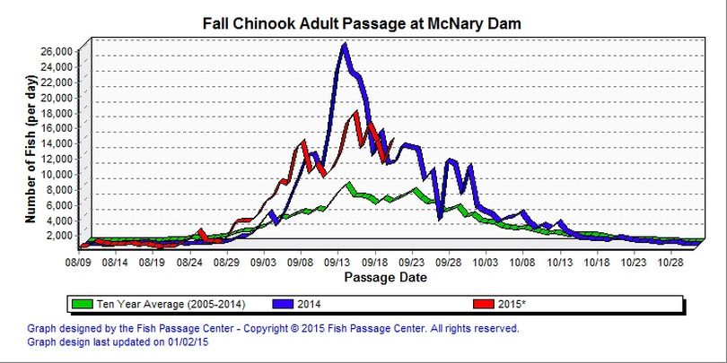 Fall chinook counts over McNary Dam, last dam before the salmon pour into the Hanford Reach of the Columbia. (Fish Passage Center)