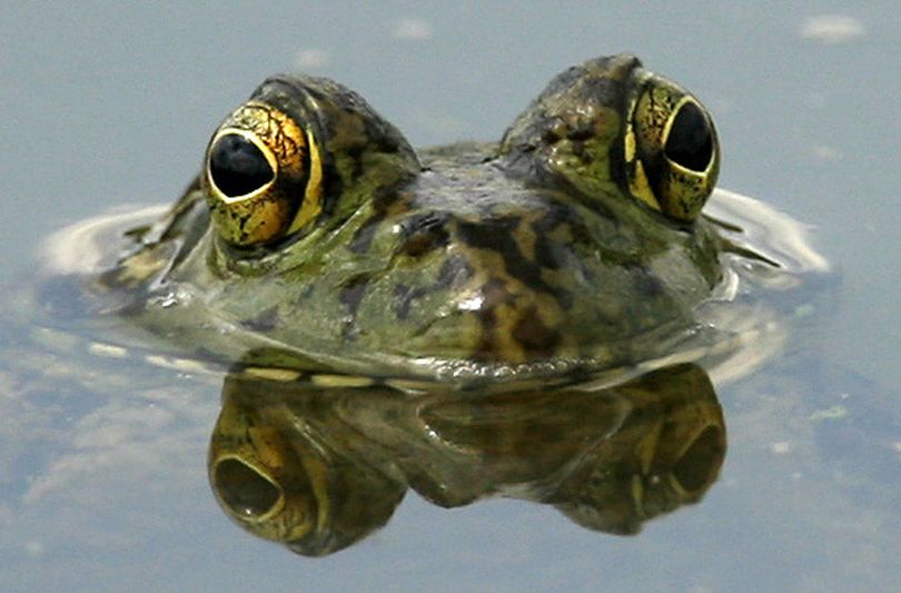 A bullfrog peeks out from the surface in a water hazard on the 18th hole during the final round of the girls' regional golf tournament at Eagle Pointe Golf Course in Mont Belvieu, Texas Tuesday, April 20, 2010. (Karen Warren / Houston Chronicle)