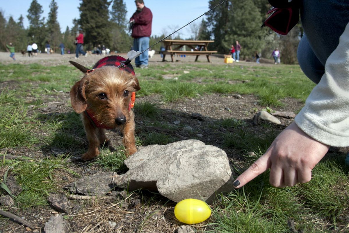 Leilani Weaver helps her dog Spencer, one-year-old Dachshund-Yorkshirer Terrier mix, find a plastic egg at the 2nd Annual Easter Egg Hunt for Dogs, April 19, 2014 at the SpokAnimal Dog Park at High Bridge Park in Spokane, Wash. "He