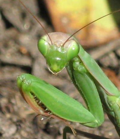 Say cheese, praying mantis.