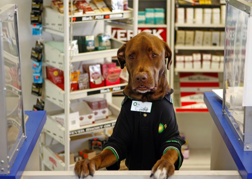 Wearing a uniform and name tag, Cody, a chocolate Labradaor retriever, greets people who pull up to the drive-through window of the family-owned gas station-convenience store  in Clearwater, Fla. on Tuesday, Nov. 24, 2009. Store owner Karim Mansour said he started bringing Cody to work five months ago for company on the early morning shift. The dog quickly became a celebrity among store regulars. Mansour said Cody helps customers by calming those who come in sad or angry. (Jim Damaske / St. Petersburg Times)