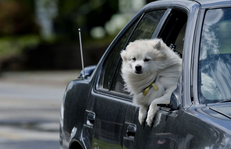 Summer breeze: A dog riding shotgun in a car on East 29th Avenue leans out the window and lets the wind catch its fur during a break of early afternoon sun on Tuesday. (Tyler Tjomsland)