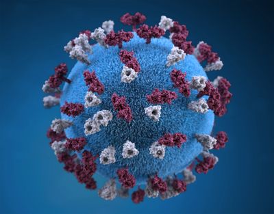 More than 1,000 cases of measles have been reported in South Carolina. (CDC/Allison M. Maiuri, MPH, CHES/TNS)  (CDC/ Allison M. Maiuri, MPH, CHES/TNS/TNS)