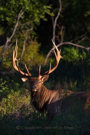 Bull elk polishing horns in August in Montana. (Jaimie Johnson)