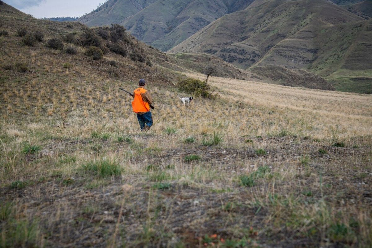 A bird hunter and his dog look for chukars on federal public land in Idaho. (Michael Wright/The Spokesman-Review)