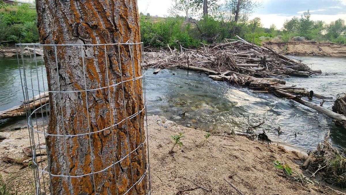 Chicken wire wraps the lower section of a tree at the Diane Moore Nature Center along the Boise River. The tree, located near a beaver dam on a side channel, is wrapped to prevent beavers from felling it.  (Tribune News Service)