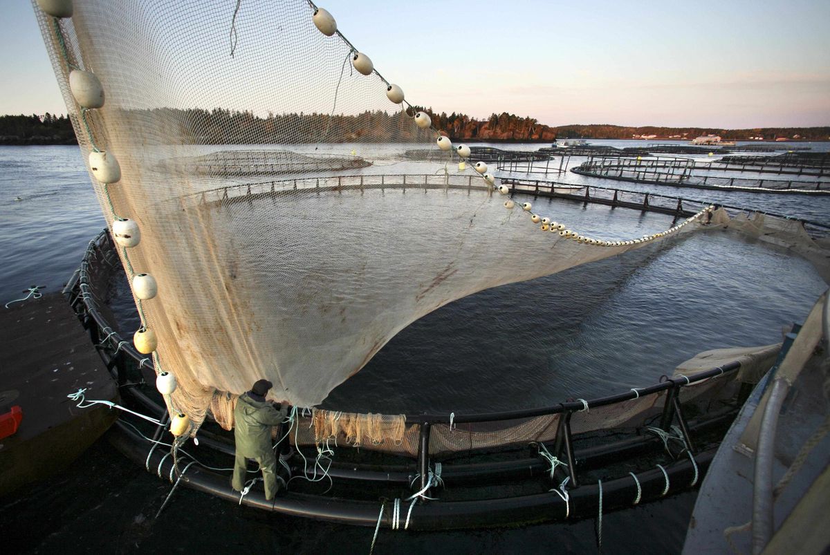 A worker sets a net before harvesting salmon in a farm pen near Eastport, Maine. A new state law requires that saltwater pens lie fallow for a period of time after fish are harvested to prevent the growth of pathogens that cause deadly illness in fish.Associated Press photos (Associated Press photos / The Spokesman-Review)