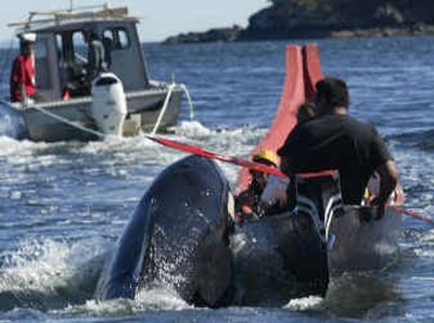 
Luna rises from the water to touch the paddle of a native paddler while en route to Yuoquot, B.C., on Wednesday. Some local Indians  in dugout canoes patted the orca and led him out to sea  in an effort to thwart the capture of the creature they regard as the reincarnation of their late chief. 
 (Associated Press / The Spokesman-Review)