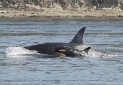 The newest calf born to K pod swims alongside its mother, K-28, recently in the San Juan Islands. It is the first calf born to the 12-year-old Orca.
(Associated Press / The Spokesman-Review)