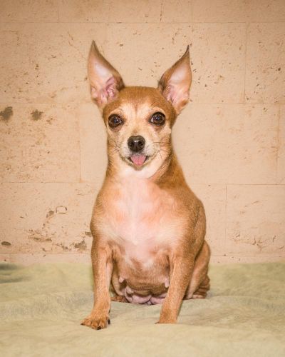 Mama Mia is an adoptable female chihuahua dog at Spokane County Regional Animal Protection Service in Spokane Valley. (Karen Fosberg / Courtesy photo)