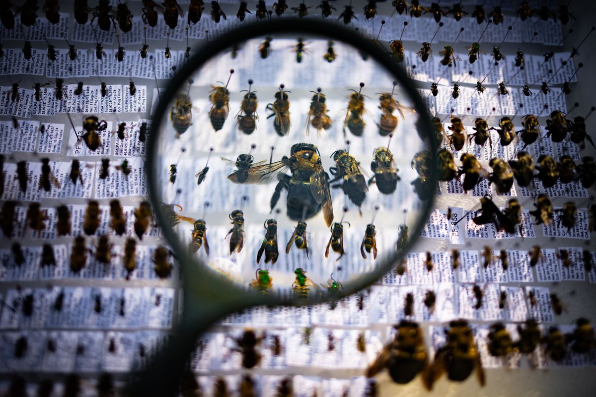 A magnifying glass inspects a bee in an insect box at Myrick Conservation Center in West Chester, Pennsylvania, on Friday. MUST CREDIT: Hannah Beier for The Washington Post  (Hannah Beier/For the Washington Post)