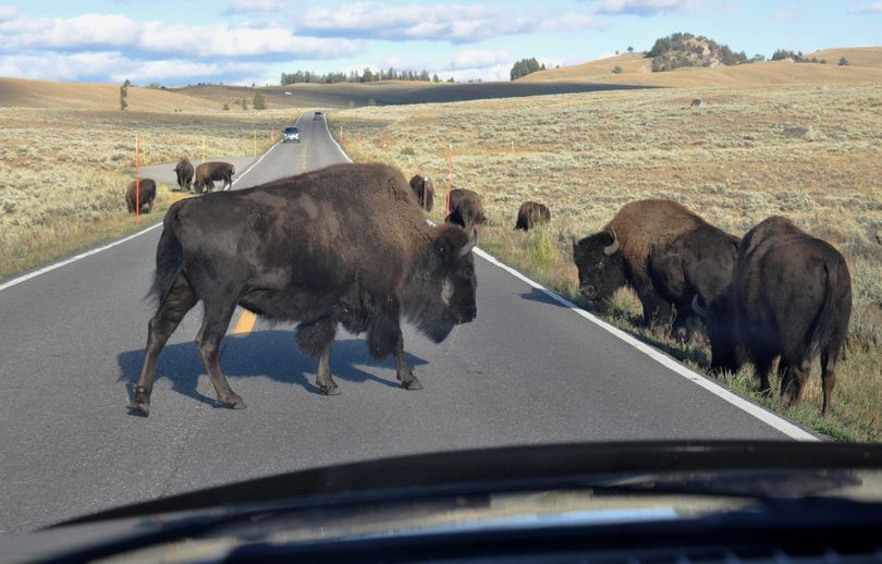 Bison on Yellowstone National Park road between Tower Junction and Cooke City, Mont. (Rich Landers)