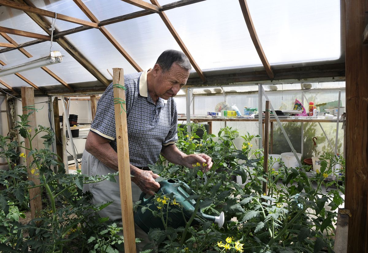 Tony Carpine, works in his backyard garden watering tomato plants in mid-June. (Dan Pelle / The Spokesman-Review)