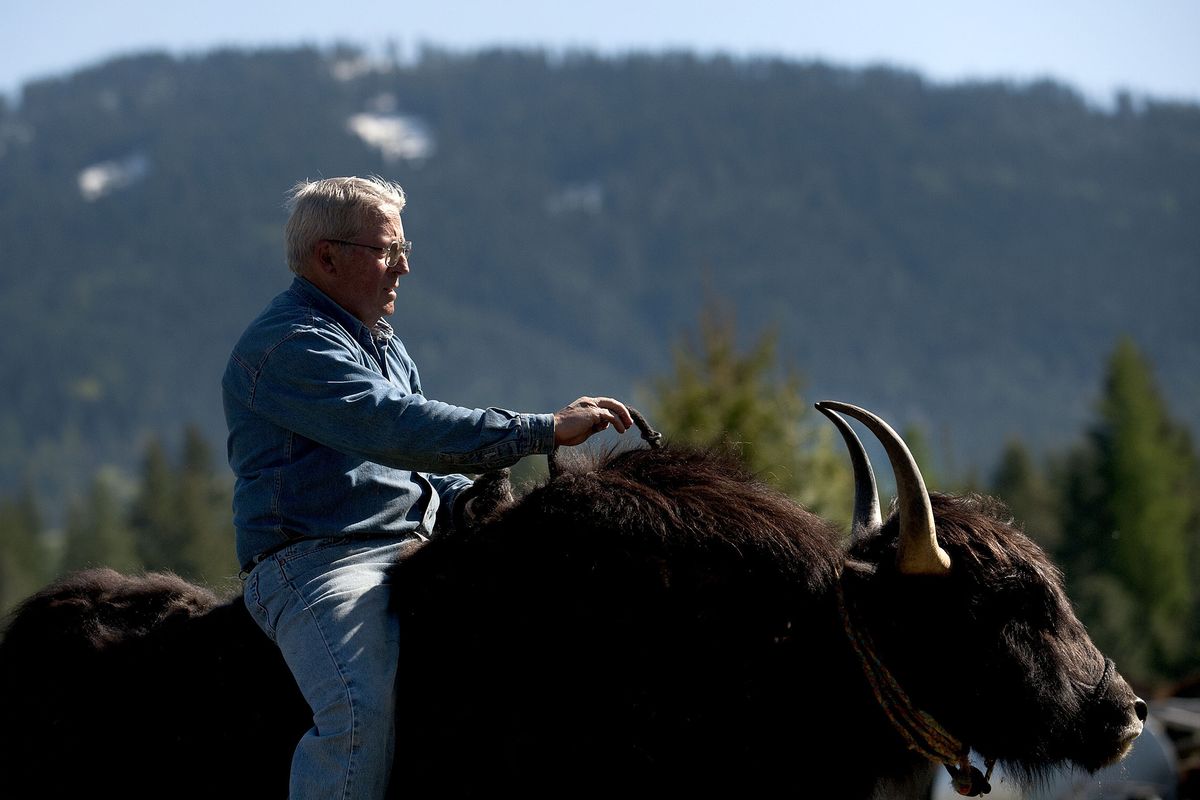 Athol resident Lynn Taylor, 69, rides Makloud, his Tibetan yak, around his property on Tuesday. Taylor Ranch Yaks is the largest yak producer in North Idaho. (Kathy Plonka)