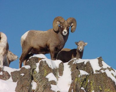 This undated photo shows a Bighorn ram and other sheep in Hells Canyon, Idaho. (Vic Coggins / Hells Canyon Bighorn Sheep Initiative)