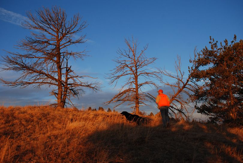 Hunters and t heir dogs head out at sunrise into the high-mountain haunts of dusky grouse.  (RICH LANDERS PHOTOS)