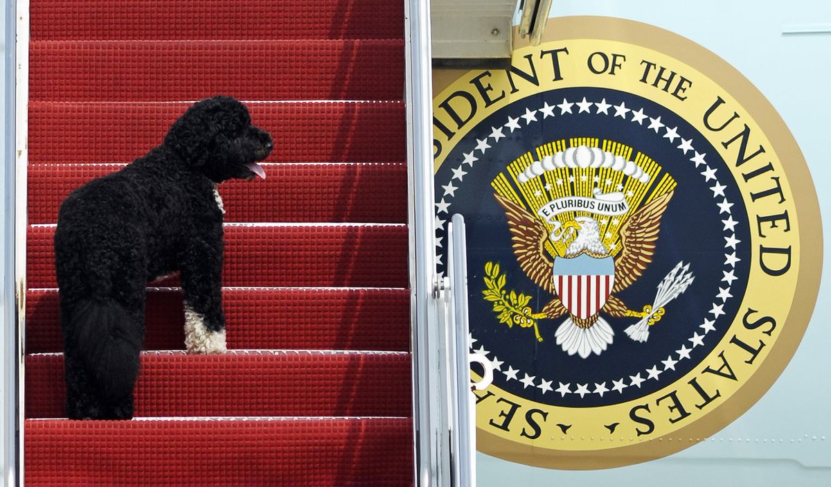 This Aug. 4, 2010 photo shows presidential pet Bo climbing the stairs of Air Force One at Andrews Air Force Base, Md. for a flight to Chicago with President Barack Obama. Pets are back at the White House. President Joe Biden